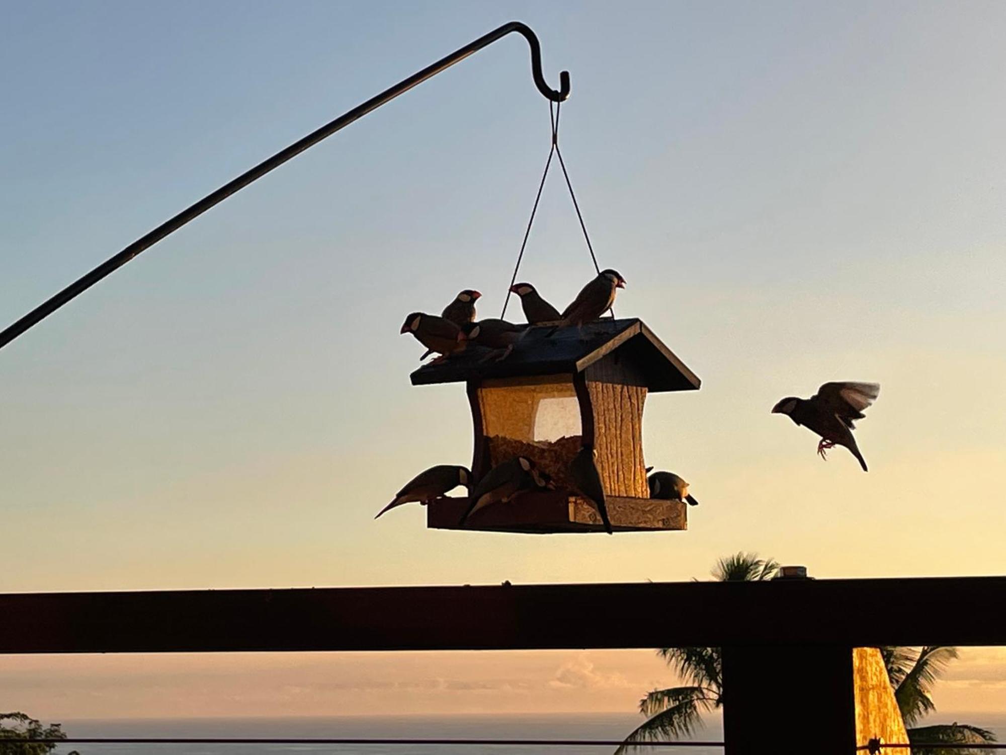 Hawaii Magic Skies Farmstay Paukaa Екстер'єр фото